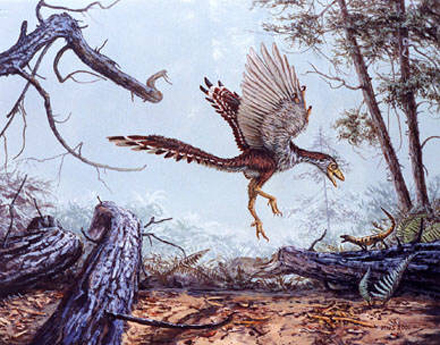 Archaeopteryx, believed to be a transitional species between theropod dinosaurs and birds, had longer forelimbs and shorter hind limbs than its ancestors. / IMAGE: Michael Skrepnick
