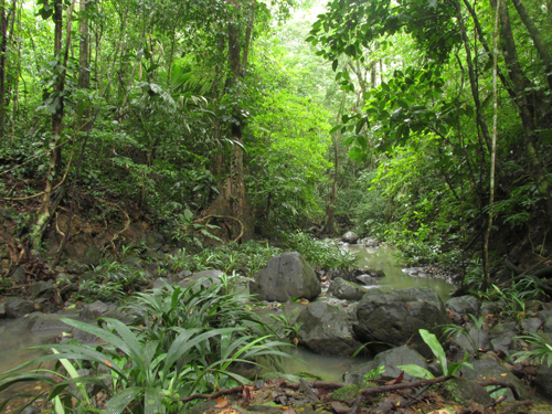 The lush vegetation of the Panamanian rainforest. / Photo: Ira Sutherland