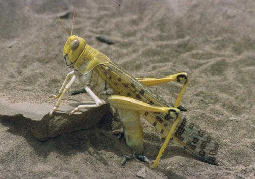  Desert locust (Schistocerca gregaria) laying eggs during the 1994 locust outbreak in Mauritania. / Photo: Wikimedia Commons