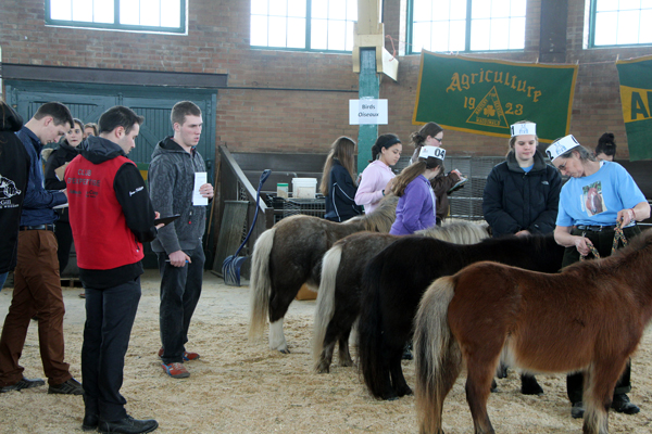Competitors rate livestock from all angles at the 64th annual Macdonald Intercollegiate Judging Competition. / Photo: Caroline Begg