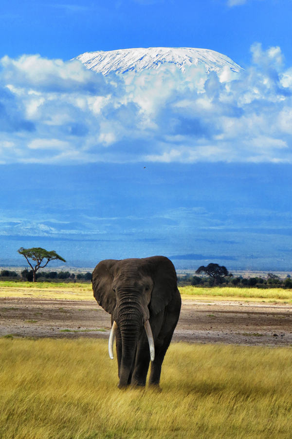 An elephant strolls through Amboseli National Park which is found on the border between Kenya and Tanzania at the base of Mount Kilimanjaro. / Photo: Siobhan Lazenby 