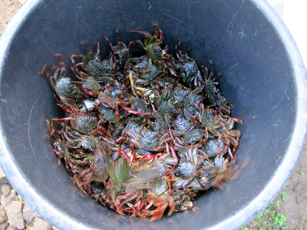 A bucket crawling with crabs, each of which was caught by hand along the rocky Tahuata coastline. / Photo: Emily Donaldson