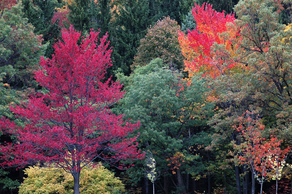 fall-trees