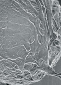  Image obtenue par microscopie électronique à balayage d’une bille de latex isolée (ci-dessus), sur la surface de laquelle les neurones ont formé des cônes de croissance (ou neurites). Certains neurites formeront ensuite des contacts présynaptiques avec les billes.