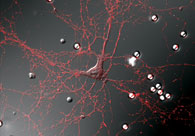 Image en fluorescence d’une culture neurone-bille (à droite): le spectre rouge correspond à une protéine marquée au point de contact avec des billes de latex, signe de la formation de contacts présynaptiques.