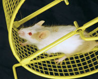 Lab mouse on a wheel