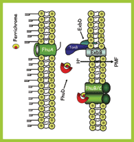 The ferric hydroxymate uptake system, developed by bacteria to survive in low iron enviroments