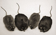  Les chercheurs ont d'abord découvert que la surexpression du gène PTB1b favorisait l'obésité chez la souris. Aujourd'hui, ils savent que ce gène joue aussi un rôle essentiel dans le cancer du sein.