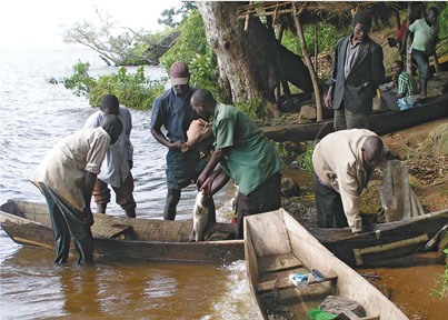  Les pêcheurs du lac Victoria exportent chaque année pour plus de 200 millions de dollars de perches du Nil.