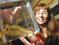 Lauren Chapman studies how low oxygen levels lead to morphological, physiological and behavioural changes in Lake Victoria’s native fish population. Credit: Owen Egan