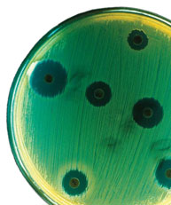 Staphylococcus aureus on an antibiotics tests plate
