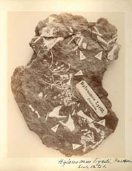 On an 1853 visit to Joggins Fossil Cliffs, Dawson discovered fossils of Hylonomus lyelli, which proved to be key evidence that reptiles, birds and mammals share common ancestry. McGill University Archives (PR016057)