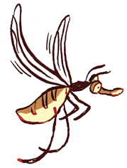 12-mosquito