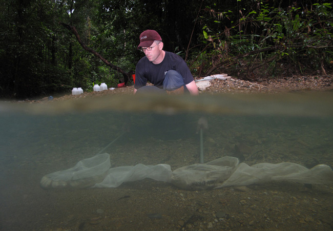 Fishing for guppies in Trinidad. / Photo: Eco-evolutionary dynamics lab, McGill University