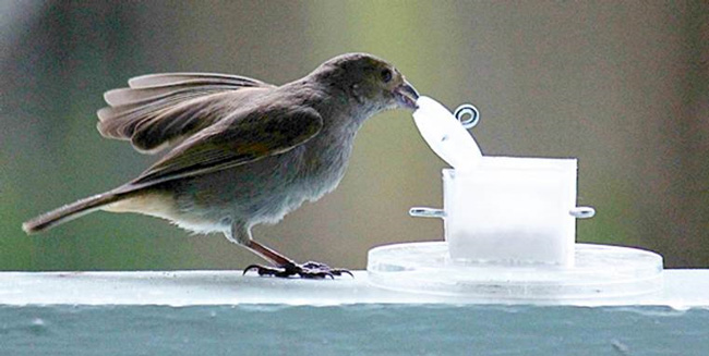 C’est en étudiant le Sporophile de la Barbade que l’équipe de chercheurs de McGill a établi des différences entre les oiseaux des milieux urbains et les oiseaux des milieux ruraux. Photo : Louis Lefebvre