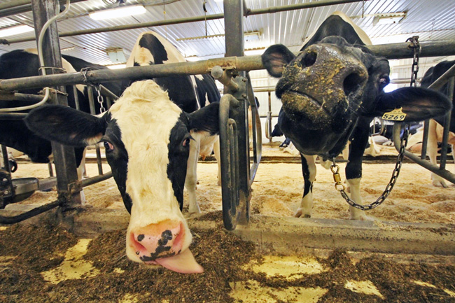 Curious cows at Macdonald Campus Dairy Unit. / Photo: Neale McDevitt