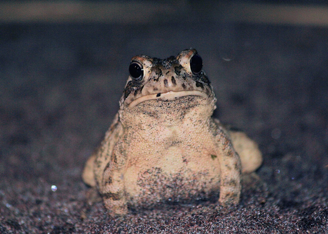 toad2