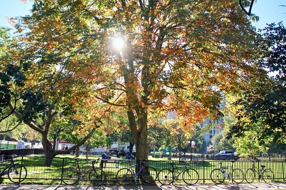 McGill having positive environmental, social and economic impact on the planet: THE Impact Rankings - McGill - McGill Reporter