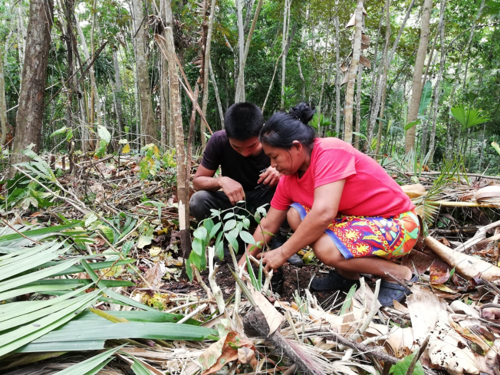McGill establishes fair-trade carbon offsetting project in Panama with new partnership - Vimarsana News