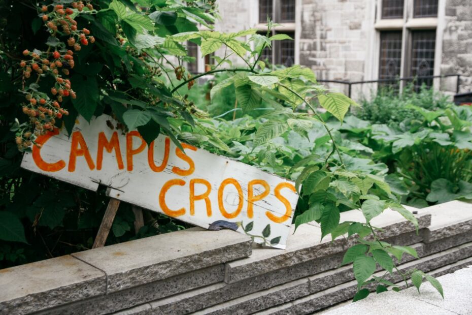 Growing food and community with Campus Crops - McGill Reporter