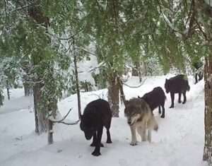 Four wolves travel as a pack in a snowy forest.