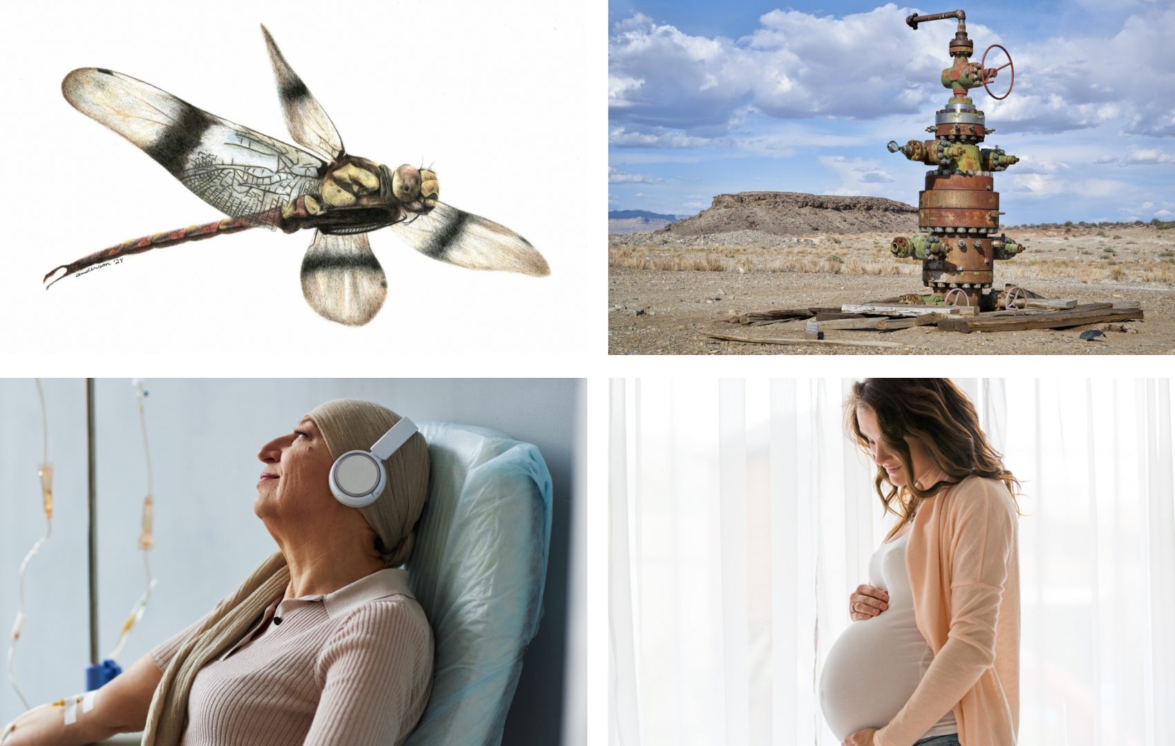 An ancient dragonfly; an oil well; a pregnant woman; a chemotherapy patient. 