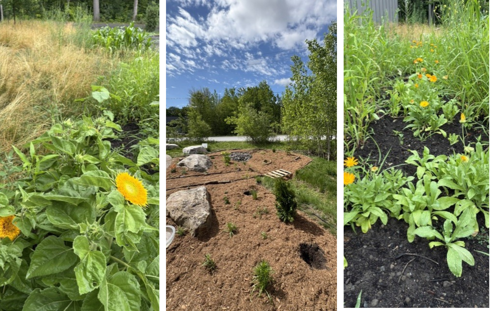 McGill University Collections Centre gardens