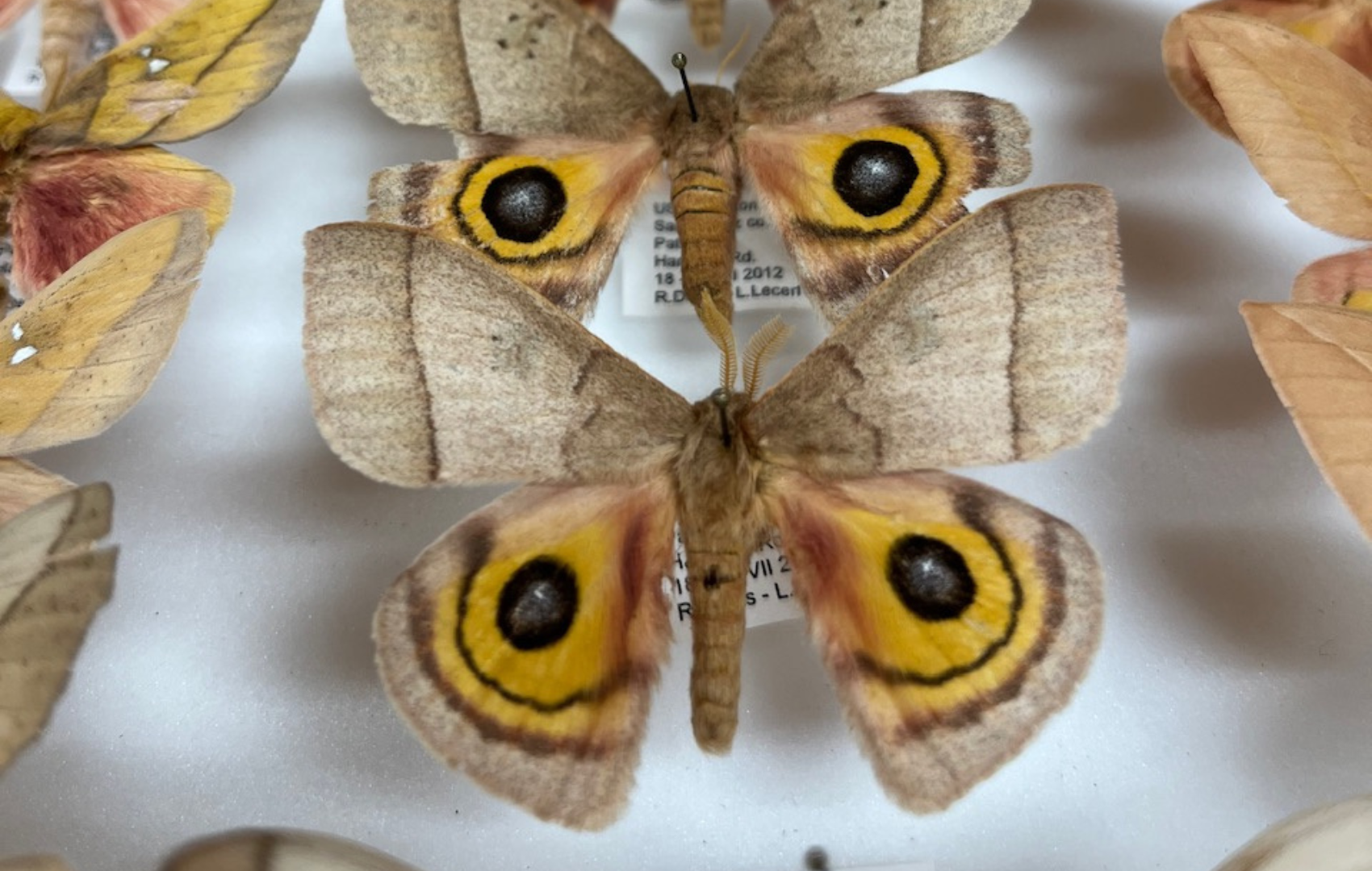 A specimen at the Lyman Entomological Museum