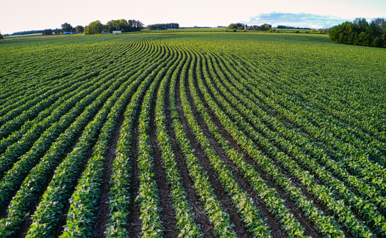 angées de cultures agricoles sous un ciel bleu ensoleillé