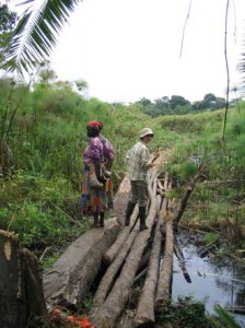 In order to reach our sites in the swamp, we must cross log bridges. In this photo: Erika Crispo, right; local Ugandan, left. / Photo: Jaclyn Paterson.