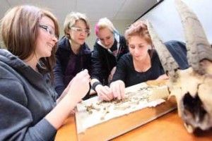 From left to right: BA students Anita Sacco, Amelia Boaks, Taylar Reid and Kim Brooks examine bones from the Parc Safri dig. / Photo: Owen Egan