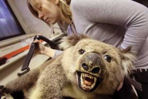 Khrystine Waked, an intern from Vanier College, vacuums the dust from a stuffed koala bear. The out-of-character growl is thanks to what Redpath Director David Green calls “old school taxidermy” in which specimens were fitted with large menacing teeth to better wow museum-goers./ Photo: Owen Egan