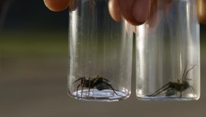 Female wolf spiders, showing eggs sacs attached to their abdomens.