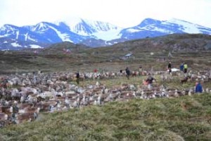 Sami herders work to mark the ears of reindeer claves. / PHOTO: Sophine Johnsson